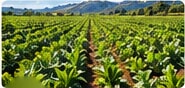 Rows of crops on a farm